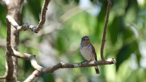 Charmming flycatcher looking up and around for something to eat while perched under the shade of the