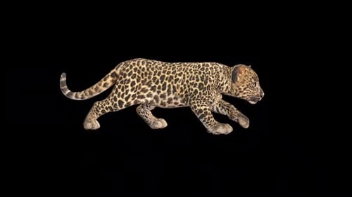 Leopard Walk Sneak