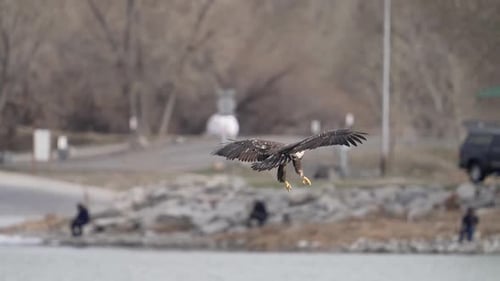 Juvenile Bald Eagle flying in and landing on ice at Utah Lake