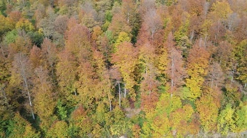 Autumn Forest