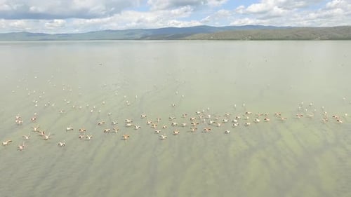 Drone footage flying over a group of flamingos in a green lake HD aerial clip
