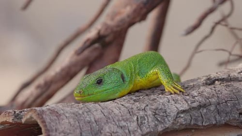 a Green Gecko in Greece