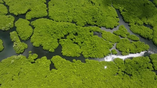 Mangrove Forest with Winding Waterways Under Sunlight Siargao Philippines
