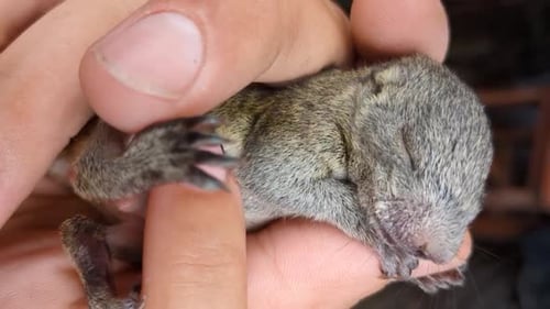Tiny Gray Squirrel Held in Gentle Human Hands