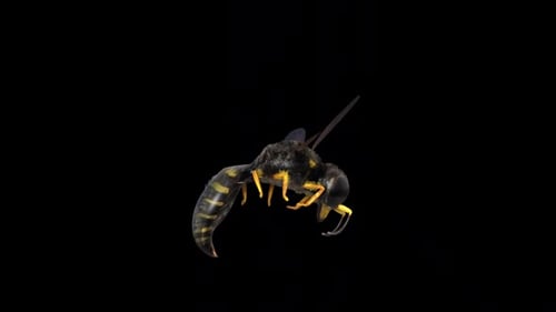 Detailed 3D Wasp Flying with Realistic Movement