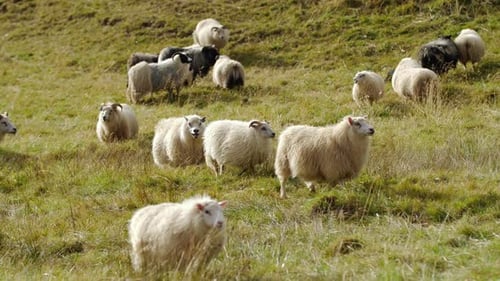 Sheep in Iceland Animal Herd Walking in Pure and Untouched Landscape Nature Icelandic Countryside