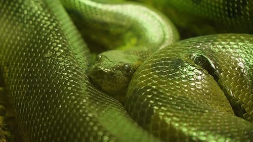 Wunderschöne grüne Python, zusammengerollt, ruhend, Detailaufnahme aus nächster Nähe.