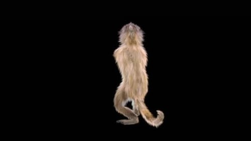Cute Standing Monkey Animation on Transparent Background