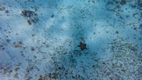 Sie werden die Schönheit eines Seesterns mit seinen leuchtenden Farben und seiner einzigartigen Form erleben, Cozumel, Mexiko