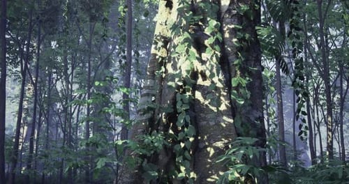 Sunlight Filters Through Tall Trees in a Lush Tranquil Forest