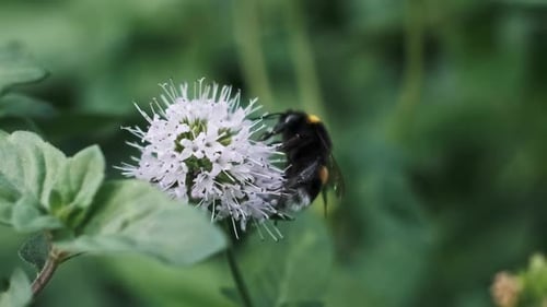 Bumblebee on a White Flower