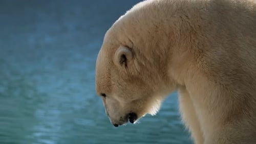 Wunderschöne Portraitaufnahmen eines weiblichen Eisbären und ihres Eisbärenjungen in einer Naturlandschaft nahe der Kälte