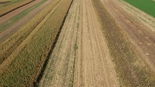 Drone Flying Above Agriculture Field. Aerial View