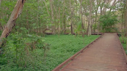 Wooden walkway in the rainforest. forest tour.