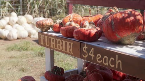 Colorful Pumpkins and Gourds for Sale on Display