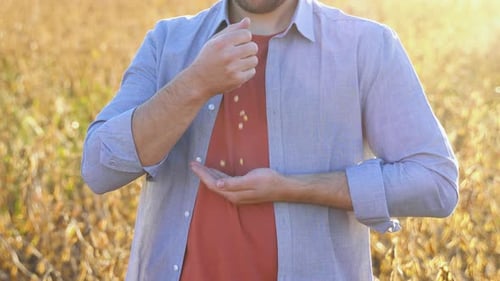 A Farmer in a Soybean Field Examines the Grains of a Mature Plant and Pours Them From Hand to Hand