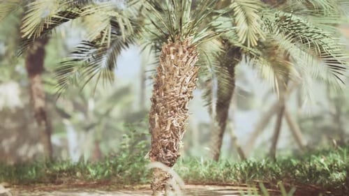Close Up Green Palm Tree Leaves