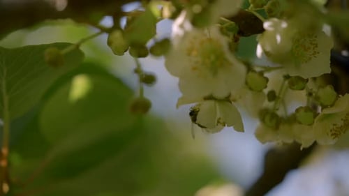 Bee Pollinating White Flowers on a Sunny Day