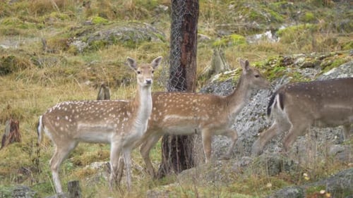 Tracking shot of a herd of White-tailed deer and fawn moving through rocky meadow in an overcast wet