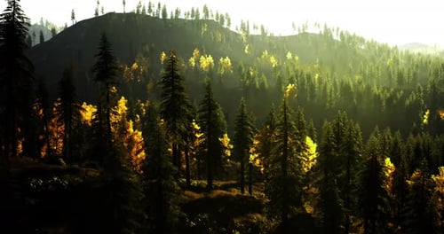 Sunlight Filters Through Trees in a Vibrant Forest Landscape at Dusk