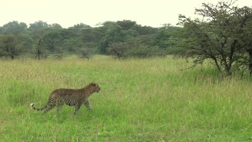Großer männlicher Leopard, der an einem windigen Tag in der Masai Mara, Kenia, über den Bildschirm läuft - W