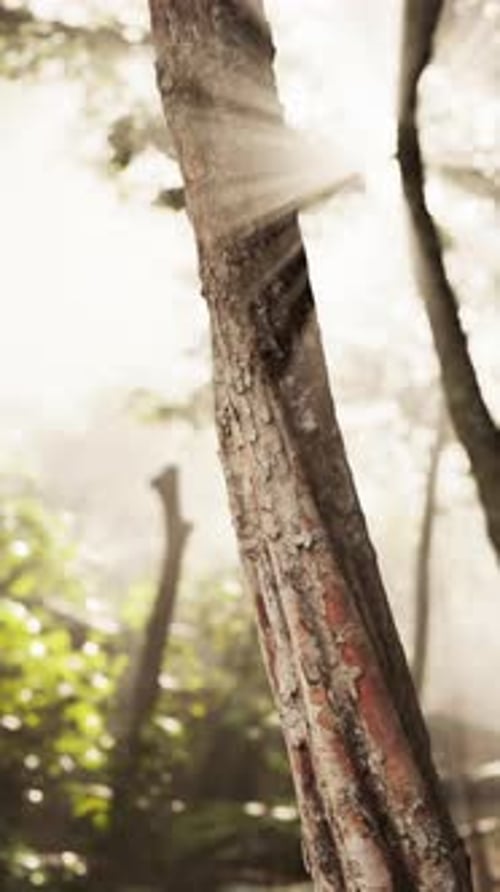 Blurry Tree in Forest