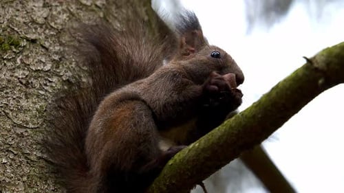 Squirrel Eating a Nut on a Tree Branch