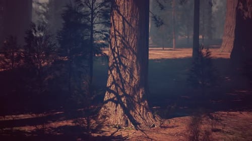 Impressive Sequoia Tree Standing Tall in the Forest