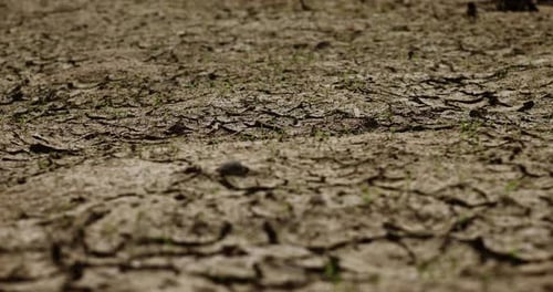Cracked Arid Earth With Sprouts on Sunny Day