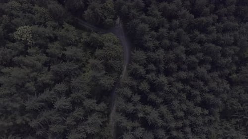 Pine forest road, top view, drone shot