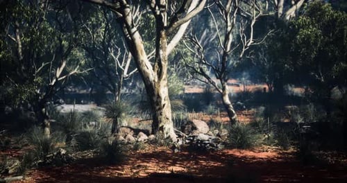 Lush Vegetation in a Vibrant Forest During the Daylight Hours