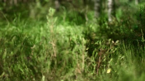 Dense Mixed Forest with Tall Grass. White Birches in Green Summer Forest