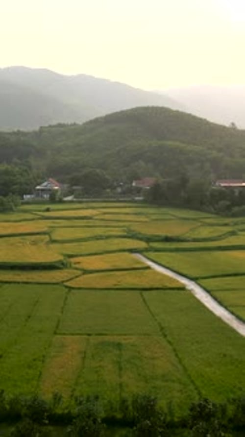 Une route étroite et solitaire traverse les champs verts d'un petit village du Vietnam