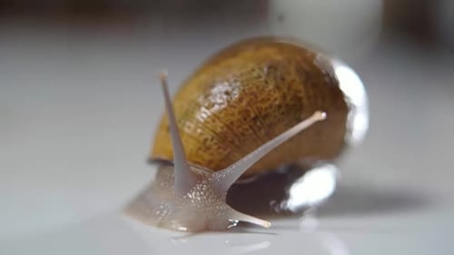 Closeup Shelled Snail with Four Tentacles Crawling Slowly on White Table
