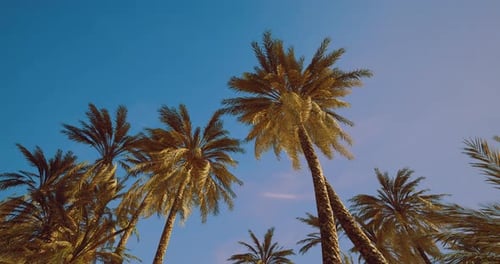 Tropical Palm Trees Swaying Gently Against Blue Sky