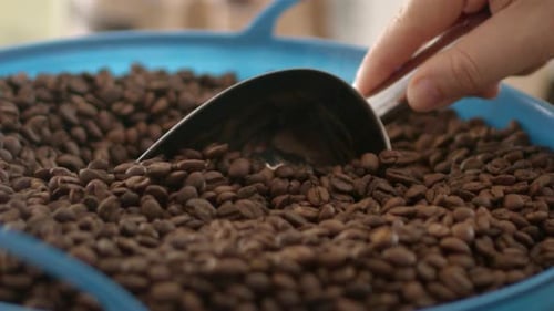 Freshly roasted organic coffee beans being scooped into packaging ready to sell.
