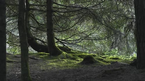 Small Bird Fly's Amongst Branches In Forest 4K