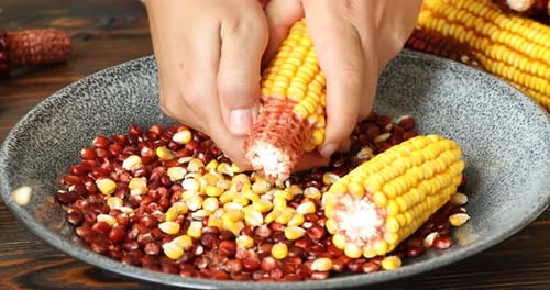 Harvesting colorful corn kernels from vibrant corn cobs