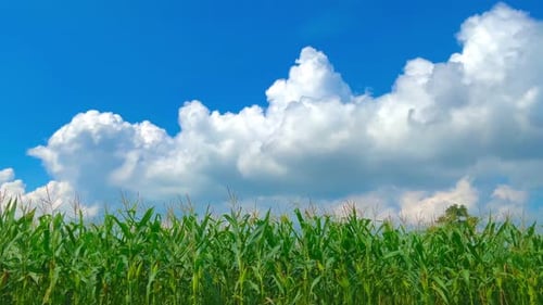 frische und schöne Aussicht auf die Maisfelder während des Tages