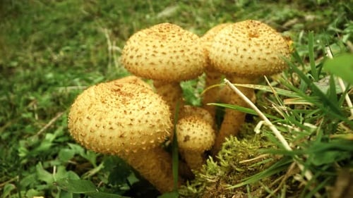 Golden Mushrooms Growing Together in Natural Setting
