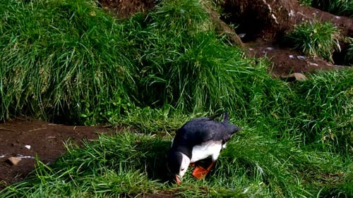Puffin Stroll Through Lush Greenery on the Stunning Landscapes of Iceland