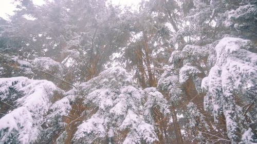 Snow Covered Tree Branches in Wind, Wide Angle View in Bright Winter Day