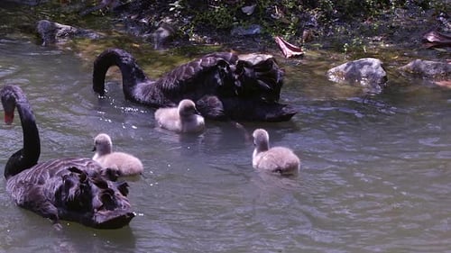 Zwei schwarze Schwäne mit drei Cygnets schwimmen an einem sonnigen Tag im kühlen Seewasser - Nahaufnahme