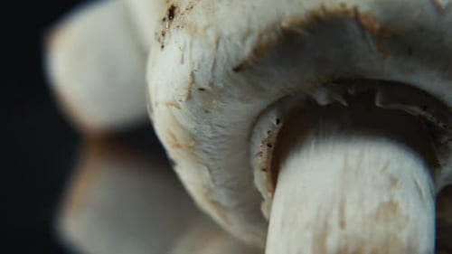 video of a pile of mushrooms, RAW champignons, WHITE CAPS reflection, on a rotating stand, smooth mo