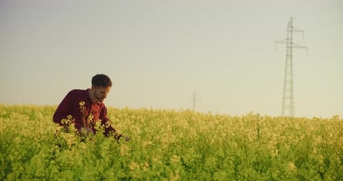 Farmer Inspecting Canola Field with Rural Scenery