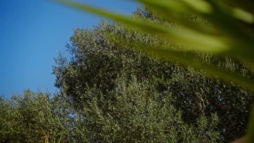 Silhouette großer Baum und Blätter wehen vor Himmelshintergrund. üppiges grünes Laub von Bäumen mit Himmel. Vie