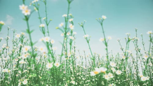 Daisy Flower in garden