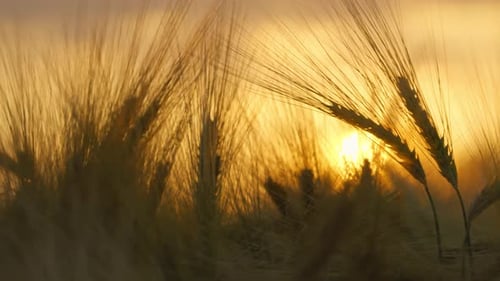 Wheat Field at Sunset