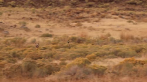 Pronghorn in Yellowstone National Park