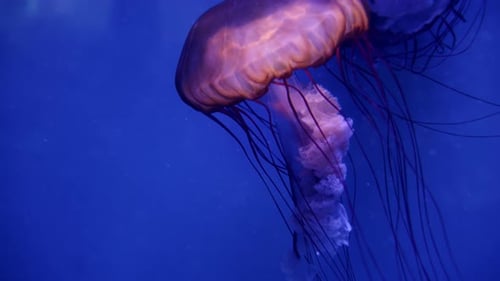Quallen schwimmen im blauen Wasser